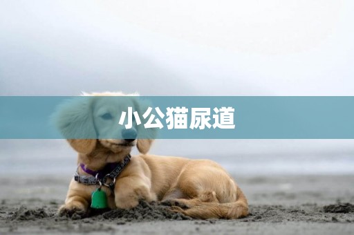 小公猫尿道